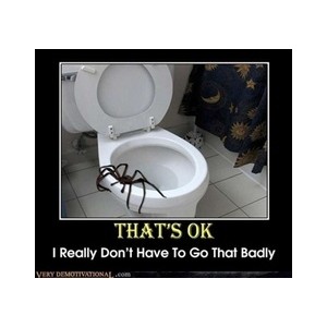 toiletspider