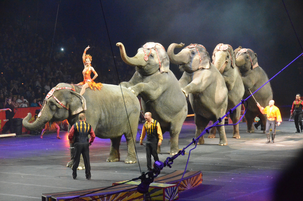 elephantshow