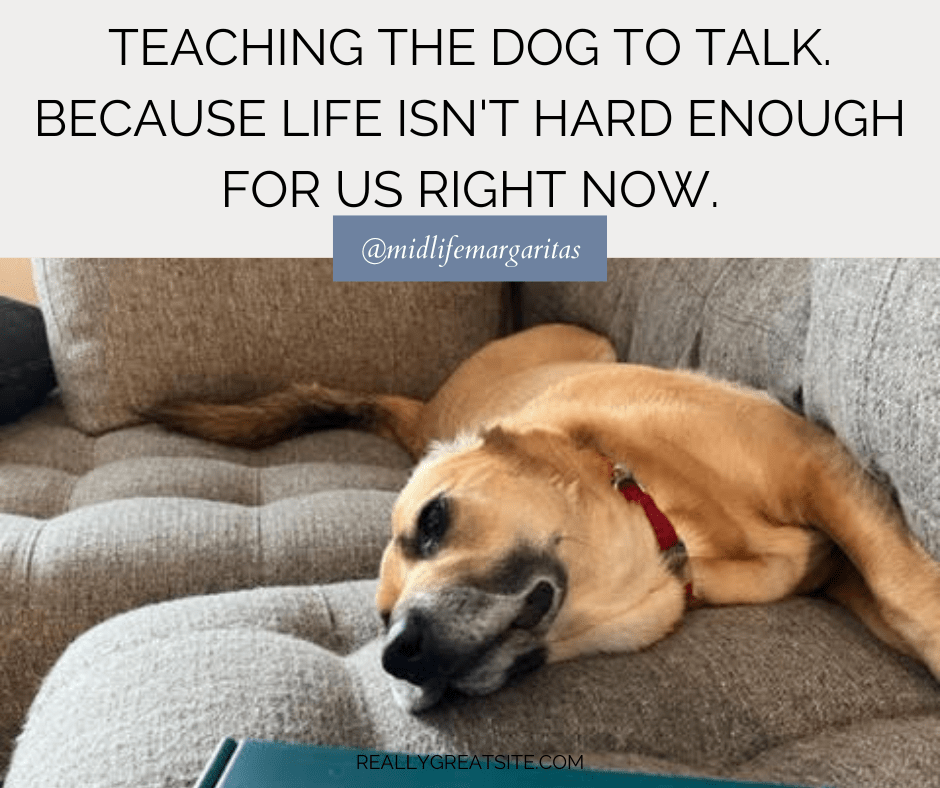 Teaching the Dog to Talk. Because Life isn’t Hard Enough for us Right Now.